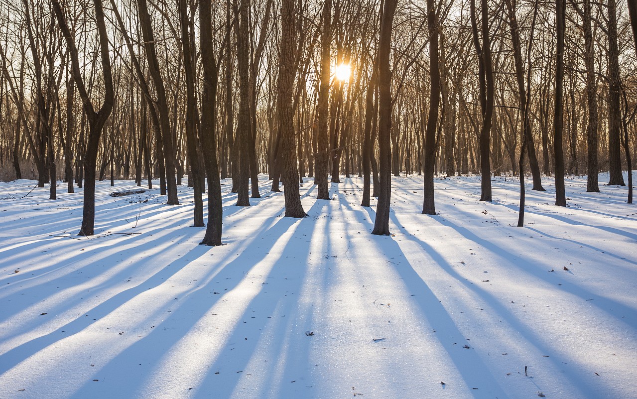 Snow Landscape