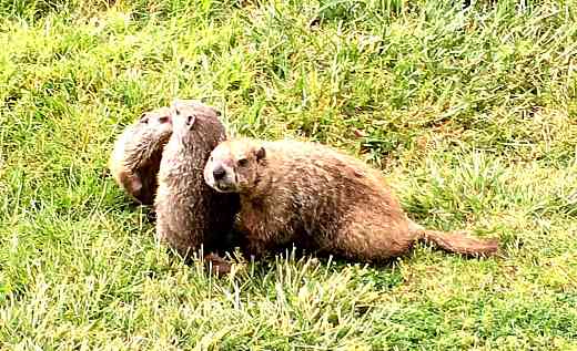 Other guests at the Lodge