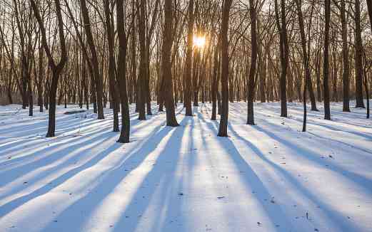 Snow Landscape