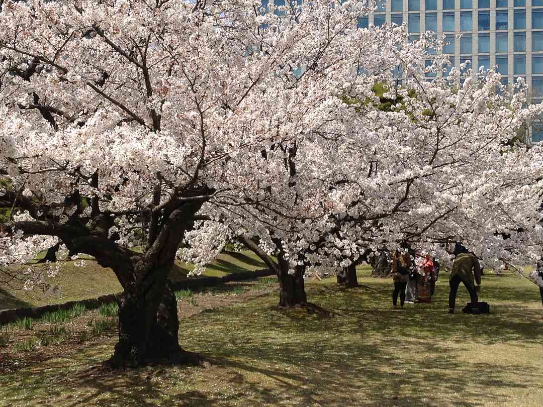 Cherry Blossoms